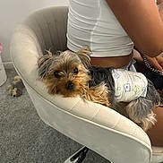 Lucas is registered to the contest to win money with this photo: dog, diaper, chair, carpet, person, white_tank_top, shorts, indoor, pet, small_dog, fur, relaxed, cute, companion, home, resting, office_chair, toy, carpet_floor, casual