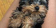 Lucas is registered to the contest to win money with this photo: puppy, dog, lap, fur, cute, pet, animal, relaxed, small_dog, indoors, wood_floor, legs, brown_fur, black_fur, close_up, pet_care, adorable, companion, domestic_animal, fur_texture