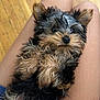 puppy, dog, lap, fur, cute, pet, animal, relaxed, small_dog, indoors, wood_floor, legs, brown_fur, black_fur, close_up, pet_care, adorable, companion, domestic_animal, fur_texture
