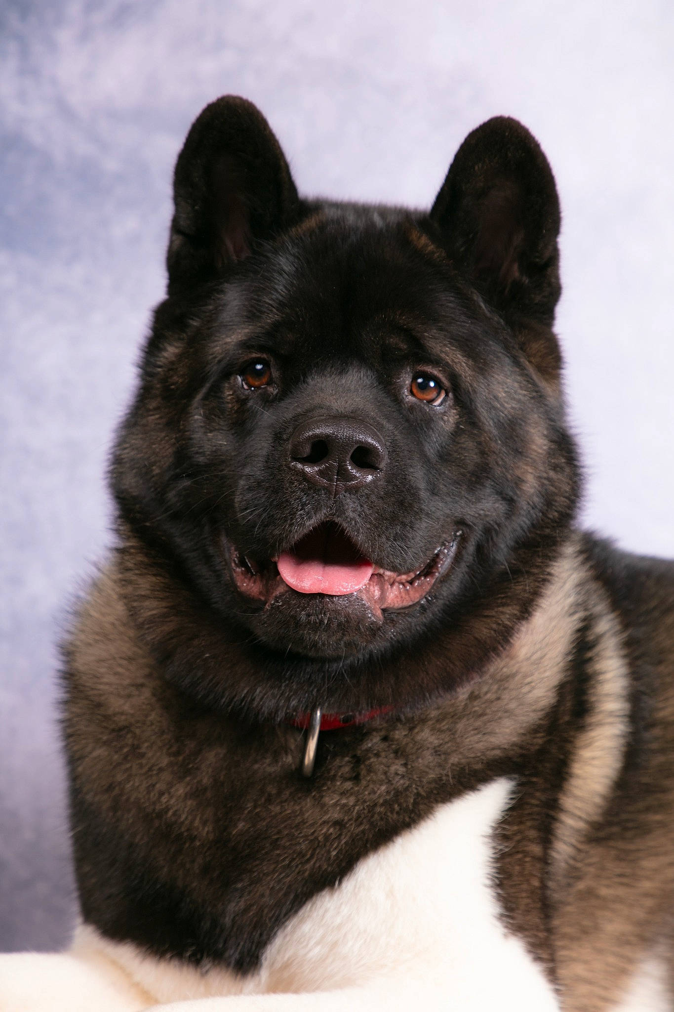 Seiko participe au concours pour gagner de l'argent avec cette photo : ancient_dog_breeds, canidae, carnivore, collar, companion_dog, dog, dog_breed, fur, herding_dog, non_sporting_group, snout, sporting_group, terrestrial_animal, whiskers, working_animal, working_dog