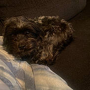 Carter is registered to the contest to win money with this photo: animal, blanket, brown, companion, couch, cozy, curled_up, cute, dog, domestic_animal, fur, furniture, home, indoor, pet, relaxed, resting, sleepy, small_dog, soft_texture