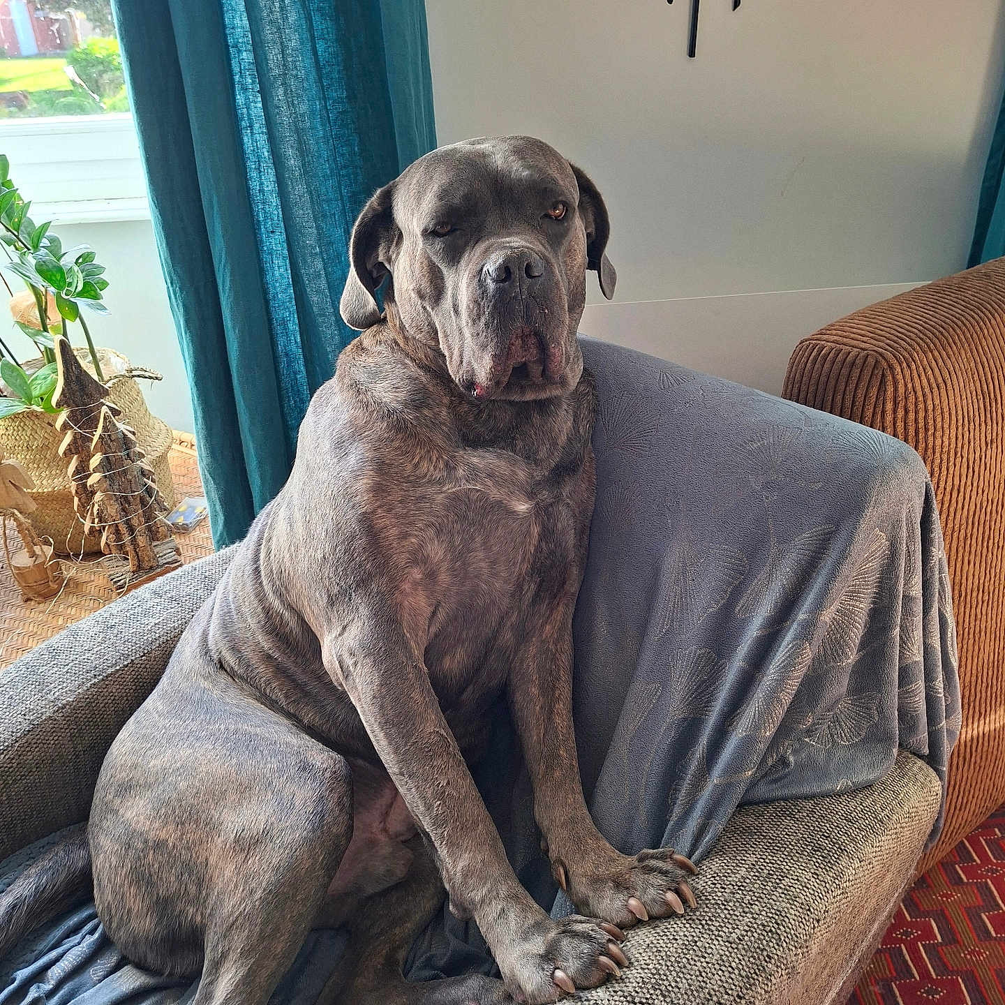 Tempo a rejoint le concours — aidez-le/la à gagner de superbes lots ! dog, armchair, blanket, curtain, indoor, pet, furniture, canine, living_room, decor, seated, large_dog, window, plant, carpet, wall_art, relaxed, domestic_animal, portrait, cozy