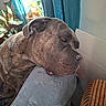 brindle, brown, closeup, cozy, curtain, cushion, dog, ear, face, furniture, gray, head, indoor, natural_light, pet, plant, portrait, relaxed, resting, window