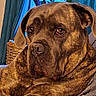 Tempo participe au concours pour gagner de l'argent avec cette photo : animal, blanket, brindle, canine, closeup, companion, curtains, dog, domestic, ears, fur, greenery, home, indoor, pet, portrait, relaxed, resting, wicker_basket, window