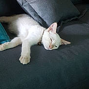 Tichat participe au concours pour gagner de l'argent avec cette photo : animal, cat, comfort, couch, cozy, cute, domestic_animal, feline, fur, indoor, kitten, lazy, living_room, pet, pillow, relaxed, resting, sleeping, sofa, white_cat