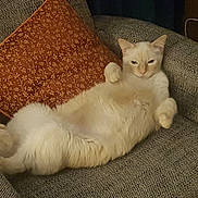 Tichat a rejoint le concours — aidez-le/la à gagner de superbes lots ! cat, fluffy, cream_colored, relaxed, armchair, pillow, orange_pillow, furniture, indoor, pet, cute, cozy, lying_down, whiskers, ears, fur, home, domestic_animal, resting, comfortable