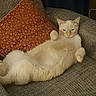 cat, fluffy, cream_colored, relaxed, armchair, pillow, orange_pillow, furniture, indoor, pet, cute, cozy, lying_down, whiskers, ears, fur, home, domestic_animal, resting, comfortable