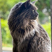 Tjack a rejoint le concours — aidez-le/la à gagner de superbes lots ! cat, fluffy, gray, long_hair, side_view, outdoor, pet, animal, portrait, whiskers, green_background, nature, feline, fur, looking_away, sitting, soft_light, close_up, calm, majestic