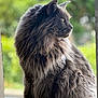 cat, fluffy, gray, long_hair, side_view, outdoor, pet, animal, portrait, whiskers, green_background, nature, feline, fur, looking_away, sitting, soft_light, close_up, calm, majestic