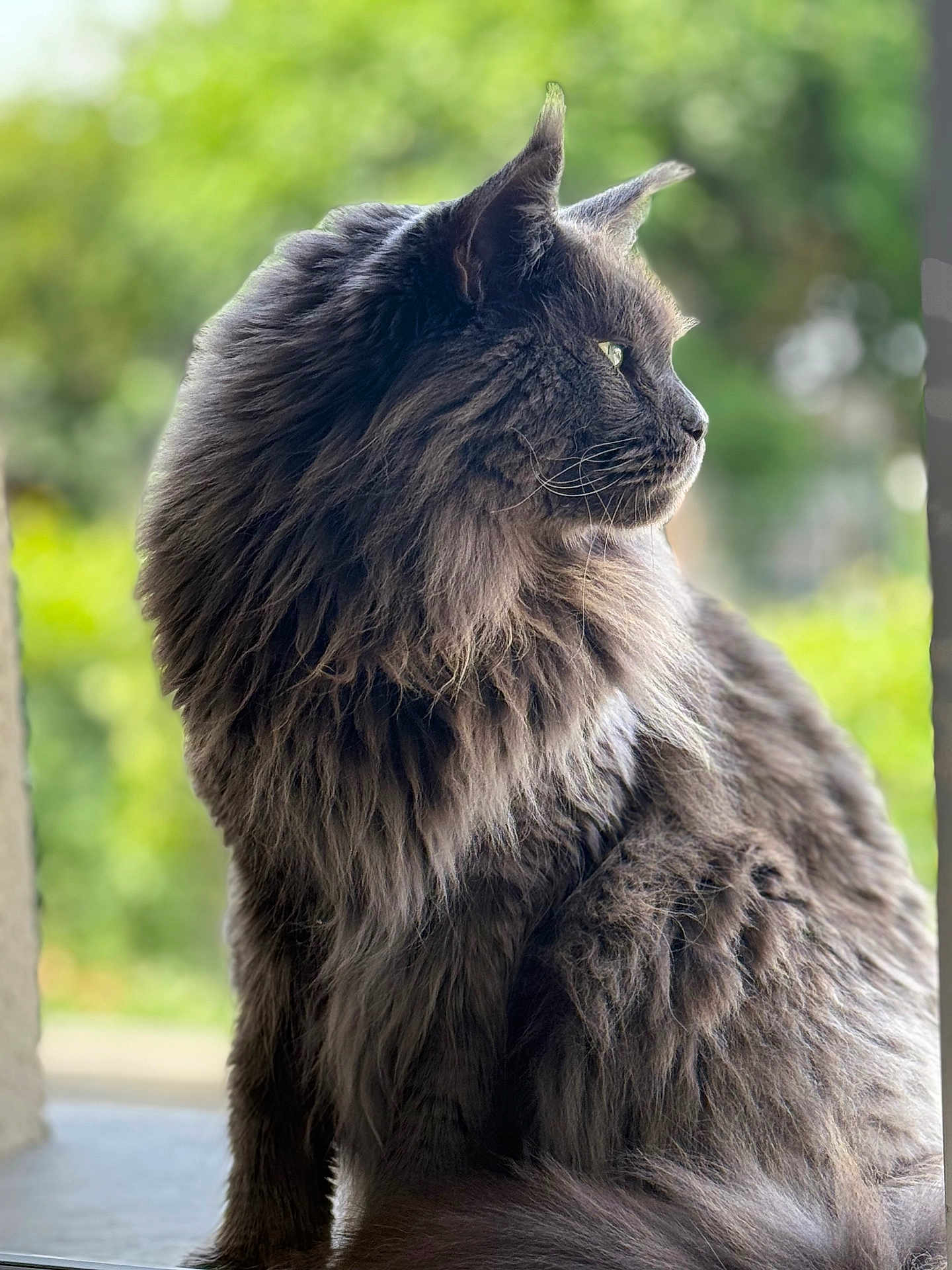 Tjack a rejoint le concours — aidez-le/la à gagner de superbes lots ! cat, fluffy, gray, long_hair, side_view, outdoor, pet, animal, portrait, whiskers, green_background, nature, feline, fur, looking_away, sitting, soft_light, close_up, calm, majestic