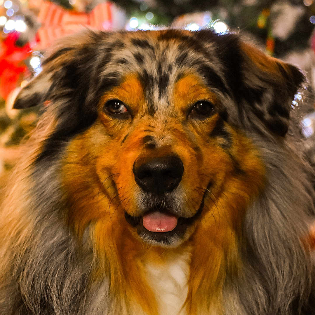 Shepherd is registered to the contest to win money with this photo: dog, australian_shepherd, pet, animal, portrait, close_up, fluffy, long_hair, tri_color, brown_fur, black_fur, white_fur, happy, open_mouth, sitting, christmas_tree, holiday, ornaments, bokeh, indoors