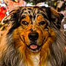 dog, puppy, fluffy, tricolor, australian_shepherd, portrait, close_up, face, eyes, nose, tongue, happy, sitting, indoors, christmas, christmas_tree, holiday, ornaments, lights, festive