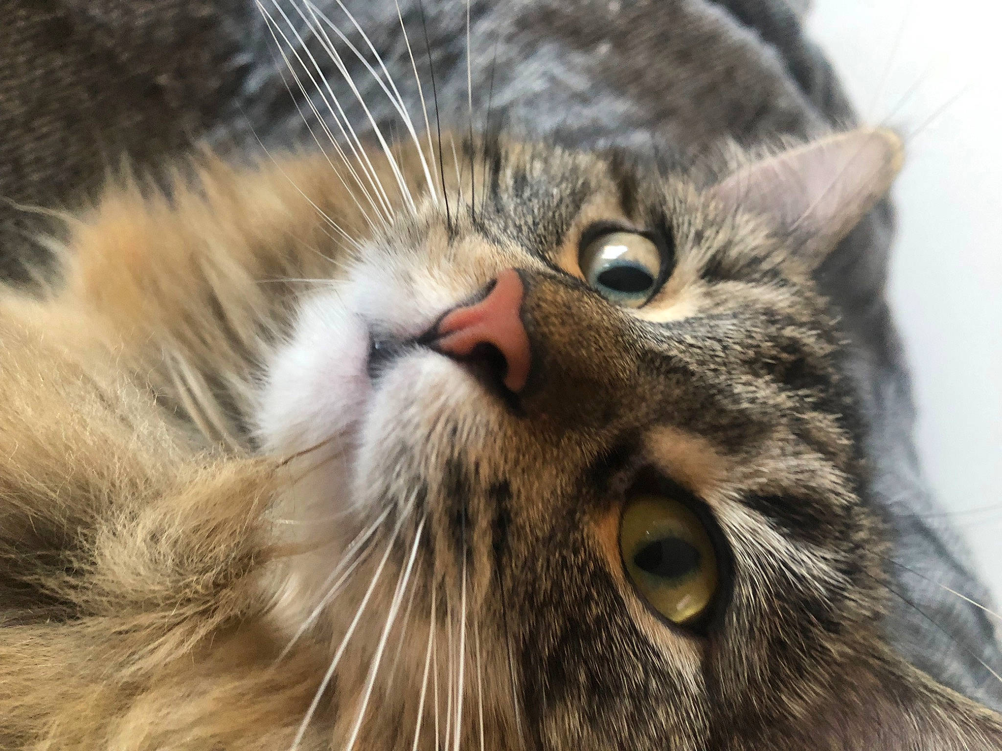 Iris a rejoint le concours — aidez-le/la à gagner de superbes lots ! carnivore, cat, close_up, domestic_short_haired_cat, ear, facial_expression, felidae, fur, grass, iris, macro_photography, paw, photography, small_to_medium_sized_cats, snout, terrestrial_animal, whiskers, wildlife