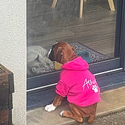 Athina a rejoint le concours — aidez-le/la à gagner de superbes lots ! dog, puppy, cat, glass_door, reflection, hoodie, pink_hoodie, pet, curious, stare, porch, doorstep, indoor, outdoor, tile_floor, chair_leg, paw, concrete, window_frame, doormat