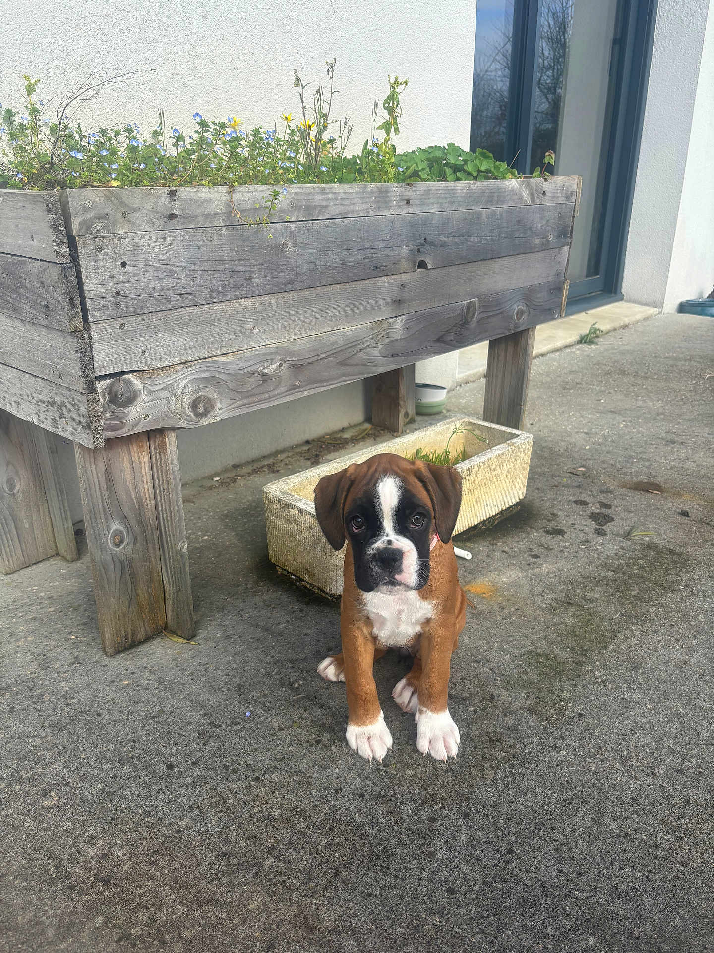 Athina participe au concours pour gagner de l'argent avec cette photo : dog, puppy, boxer, brown_coat, white_markings, paws, face, eyes, ears, planting_box, wooden_planter, flowers, concrete, porch, outdoor, sitting, pet, cute, young_dog, background_wall