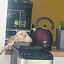 cat, sleeping_cat, kitchen, electric_kettle, coffee_machine, countertop, shelf, appliance, plant, flower_pot, indoor, nap, relaxed, fur, whiskers, stainless_steel, wooden_surface, tea_kettle, microwave, home_interior