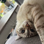 Appy a rejoint le concours — aidez-le/la à gagner de superbes lots ! cat, cat_face, blue_eyes, whiskers, fur, close_up, portrait, relaxed, lounging, indoor, sofa, couch, home, pet, nose, upside_down, cozy, window, natural_light, soft_texture