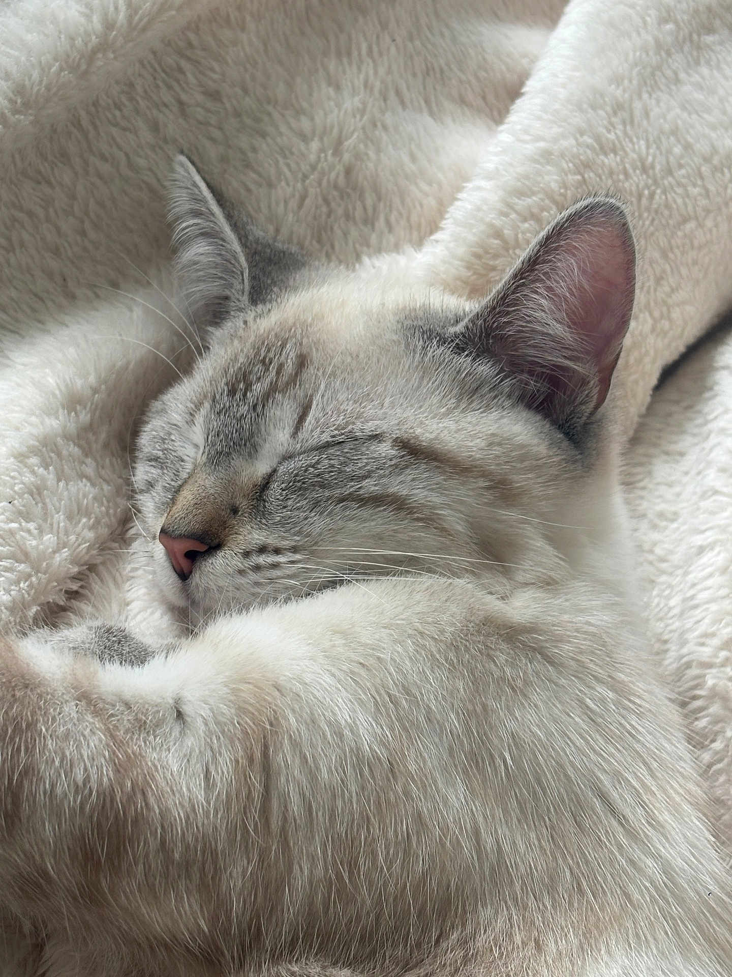 Appy a rejoint le concours — aidez-le/la à gagner de superbes lots ! cat, sleeping_cat, blanket, fur, close_up, portrait, domestic_cat, whiskers, ear, pink_nose, cozy, nap, pet, indoor, soft_texture, tabby_markings, face, muzzle, relaxed, snug