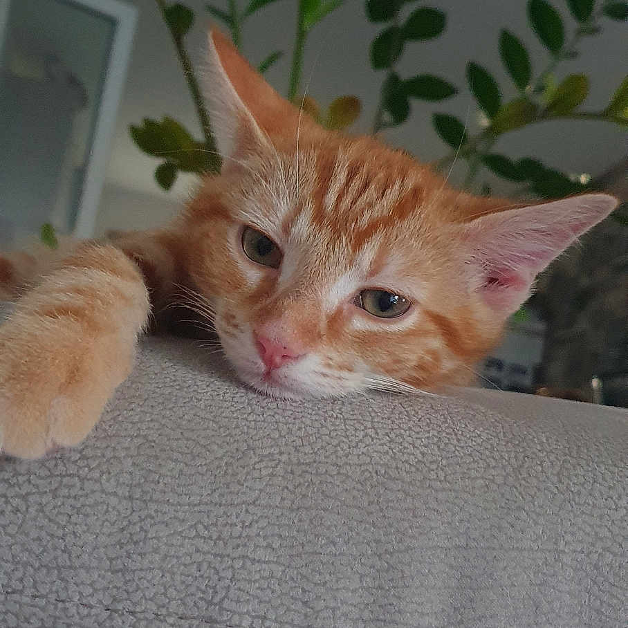Ron participe au concours pour gagner de l'argent avec cette photo : animal, cat, closeup, couch, cozy, ears, feline, home, indoor, leafy, orange_tabby, paw, pet, plant, relaxed, resting, sleepy, soft_light, texture, whiskers