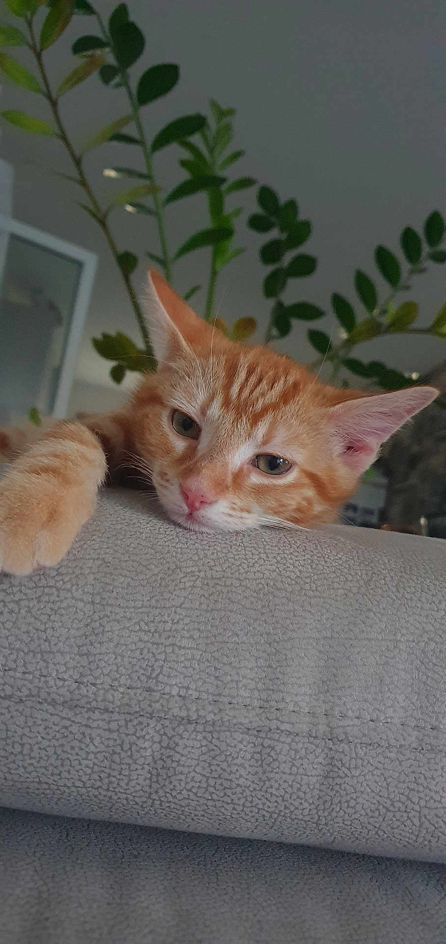 Ron participe au concours pour gagner de l'argent avec cette photo : cat, orange_tabby, paw, couch, indoor, plant, leafy, relaxed, closeup, pet, feline, cozy, texture, resting, home, animal, whiskers, ears, sleepy, soft_light