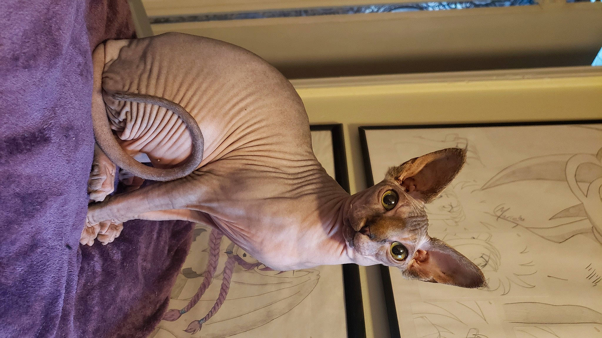 Beerus joined the competition — help win amazing prizes! antelope, antler, bat, deer, eyelash, fawn, feather, head, horn, human_body, jaw, recreation, snout, tail, terrestrial_animal, visual_arts, whiskers, wildlife, wing, wood