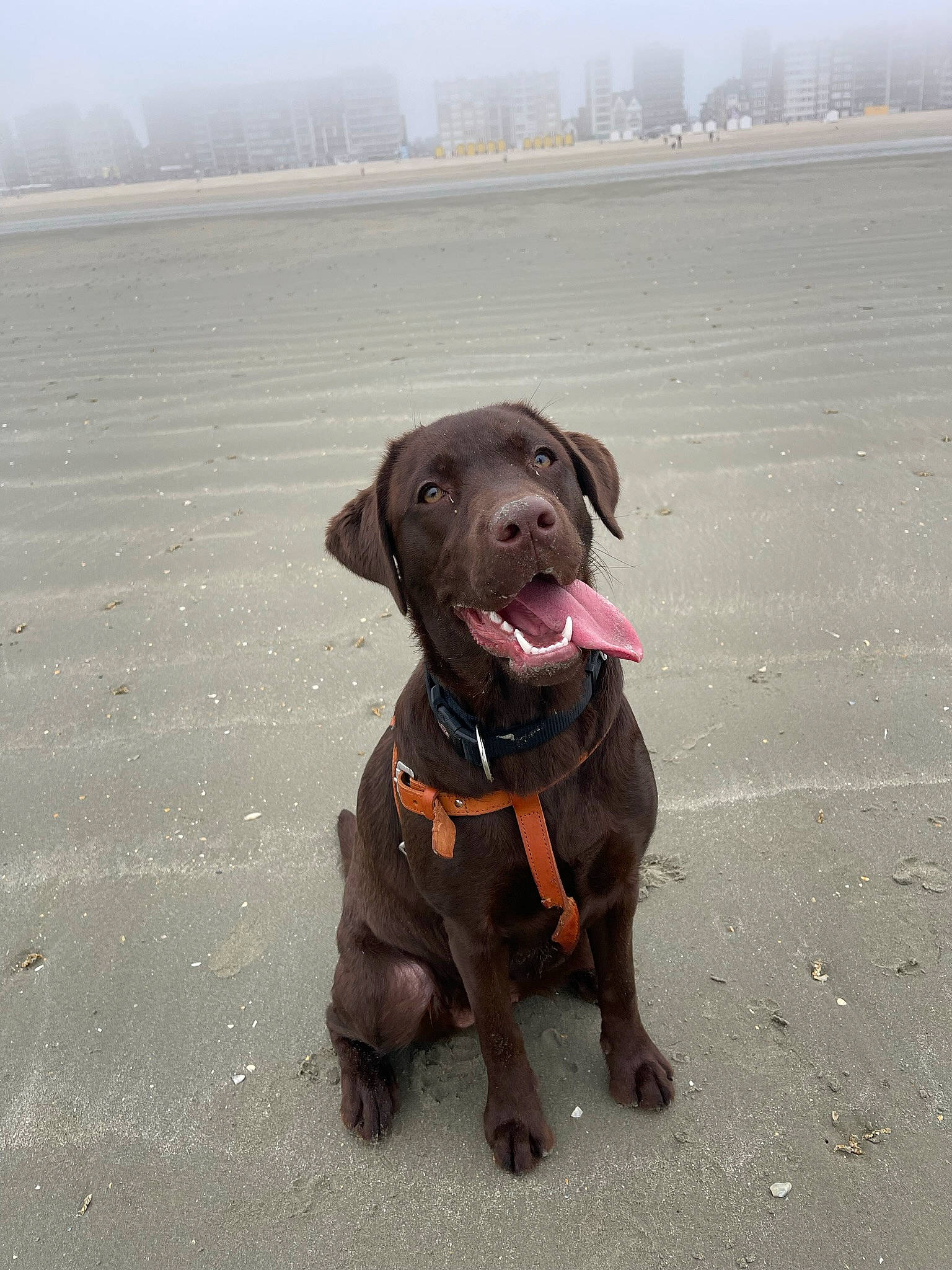 Vicky a rejoint le concours — aidez-le/la à gagner de superbes lots ! beach, borador, canidae, carnivore, collar, companion_dog, dog, dog_breed, dog_collar, fawn, gun_dog, hunting_dog, labrador_retriever, liver, non_sporting_group, sky, sporting_group, tail, working_animal, working_dog