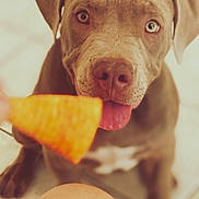 Vatos participe au concours pour gagner de l'argent avec cette photo : dog, puppy, tongue, heterochromia, brown_dog, closeup, pet, animal, cute, food, snack, indoor, floor, tile, waiting, focus, blurred_background, brown, pink_tongue, looking