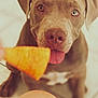 dog, puppy, tongue, heterochromia, brown_dog, closeup, pet, animal, cute, food, snack, indoor, floor, tile, waiting, focus, blurred_background, brown, pink_tongue, looking