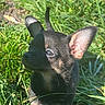 Ruby a rejoint le concours — aidez-le/la à gagner de superbes lots ! dog, puppy, grass, outdoor, sunlight, shadow, ear, black, tan, animal, pet, nature, small, cute, young, alert, closeup, face, snout, greenery