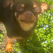 Cookie a rejoint le concours — aidez-le/la à gagner de superbes lots ! adorable, brown_coat, chihuahua, close_up, dog, ears, eyes, face, flowers, grass, greenery, nose, outdoors, paw, pet, puppy, small_dog, snout, squinting, sunlight