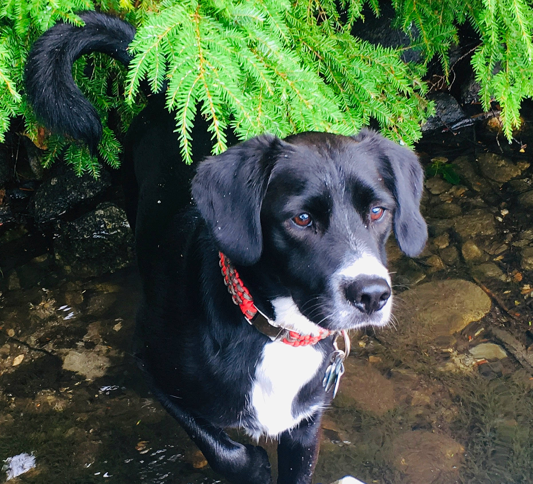 Braxton joined the competition — help win amazing prizes! borador, canidae, carnivore, collar, companion_dog, dog, dog_breed, dog_collar, grass, groundcover, gun_dog, pet_supply, plant, snout, soil, sporting_group, terrestrial_plant, tree, whiskers, working_animal