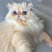 Miro a rejoint le concours — aidez-le/la à gagner de superbes lots ! cat, persian_cat, fluffy, blue_eyes, cream_color, pet, feline, animal, indoor, close_up, portrait, curious, whiskers, cute, fur, relaxed, laying_down, big_eyes, soft_texture, domestic_animal