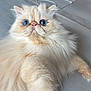 cat, persian_cat, fluffy, blue_eyes, cream_color, pet, feline, animal, indoor, close_up, portrait, curious, whiskers, cute, fur, relaxed, laying_down, big_eyes, soft_texture, domestic_animal