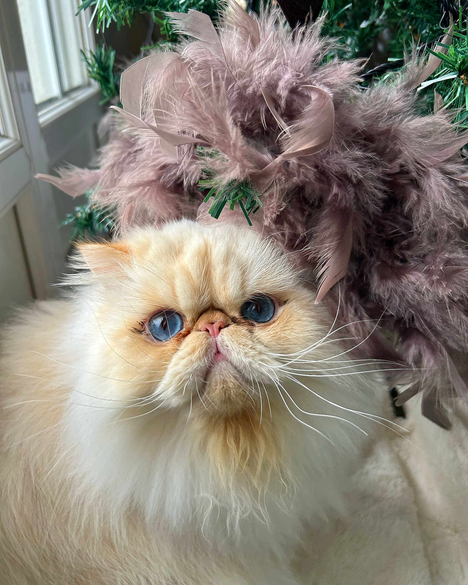 Miro a rejoint le concours — aidez-le/la à gagner de superbes lots ! cat, fluffy, blue_eyes, cream_colored, feathers, decor, window, natural_light, whiskers, indoor, pet, portrait, feline, soft_texture, close_up, animal, cute, face, expression, plant