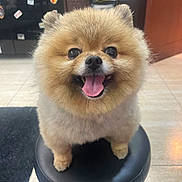 Uzi joined the competition — help win amazing prizes! animal, black_stool, cute, dog, ears, face, floor, fluffy, fur, happy, home, indoor, looking_at_camera, pet, pomeranian, small_dog, smiling, stool, tile, tongue_out