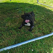 Nina a rejoint le concours — aidez-le/la à gagner de superbes lots ! dog, french_bulldog, grass, trampoline, garden, sunlight, pet, animal, outdoor, panting, happy, tongue_out, greenery, flower, metal_frame, summer, playful, resting, canine, nature