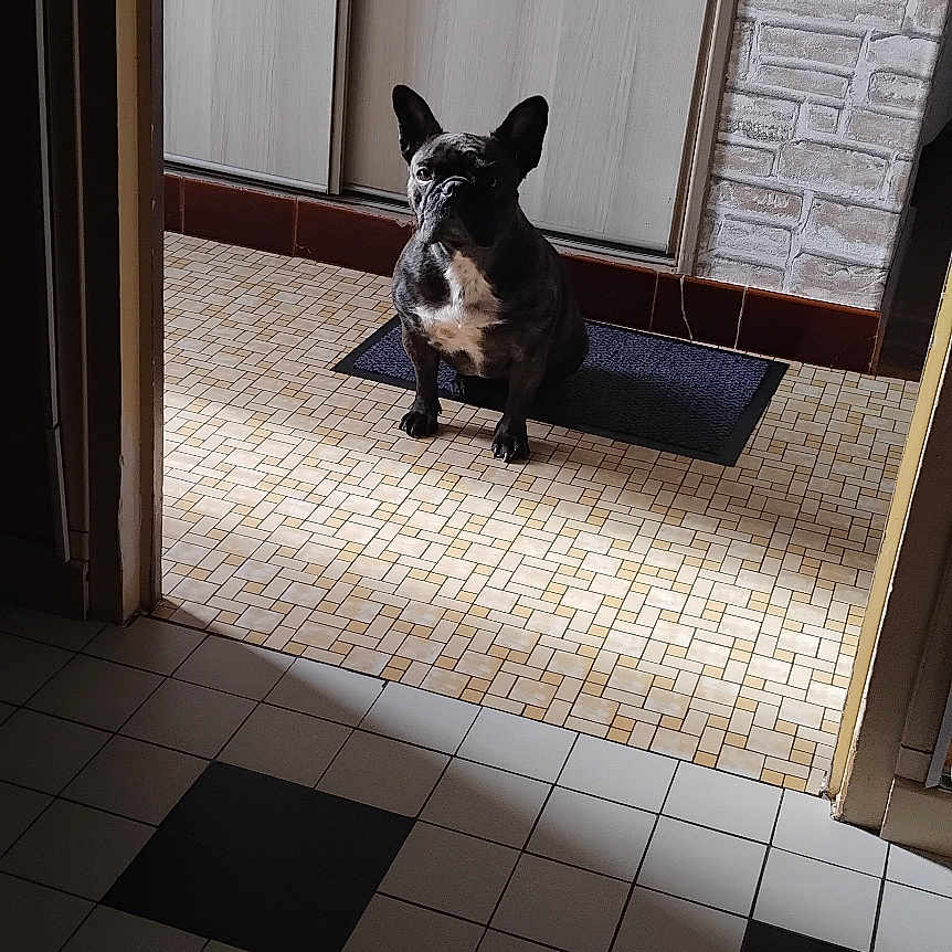 Nina a rejoint le concours — aidez-le/la à gagner de superbes lots ! animal, black_dog, companion, dog, door, doorway, floor_tiles, french_bulldog, indoor, light, mat, pet, quiet, shadow, small_dog, stone_wall, tiled_floor, waiting, wall, white_markings