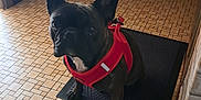 Nina participe au concours pour gagner de l'argent avec cette photo : dog, french_bulldog, pet, indoor, red_harness, black_mat, tiled_floor, wooden_door, wall, pipe, cute, animal, sitting, looking_up, flooring, home, domestic, small_dog, companion, canine