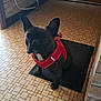 dog, french_bulldog, pet, indoor, red_harness, black_mat, tiled_floor, wooden_door, wall, pipe, cute, animal, sitting, looking_up, flooring, home, domestic, small_dog, companion, canine