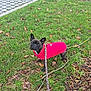 Nina participe au concours pour gagner de l'argent avec cette photo : dog, french_bulldog, red_coat, leash, leopard_print, grass, pavement, outdoor, pet, animal, curious, walking, small_dog, brindle, park, leaves, nature, canine, cute, daytime