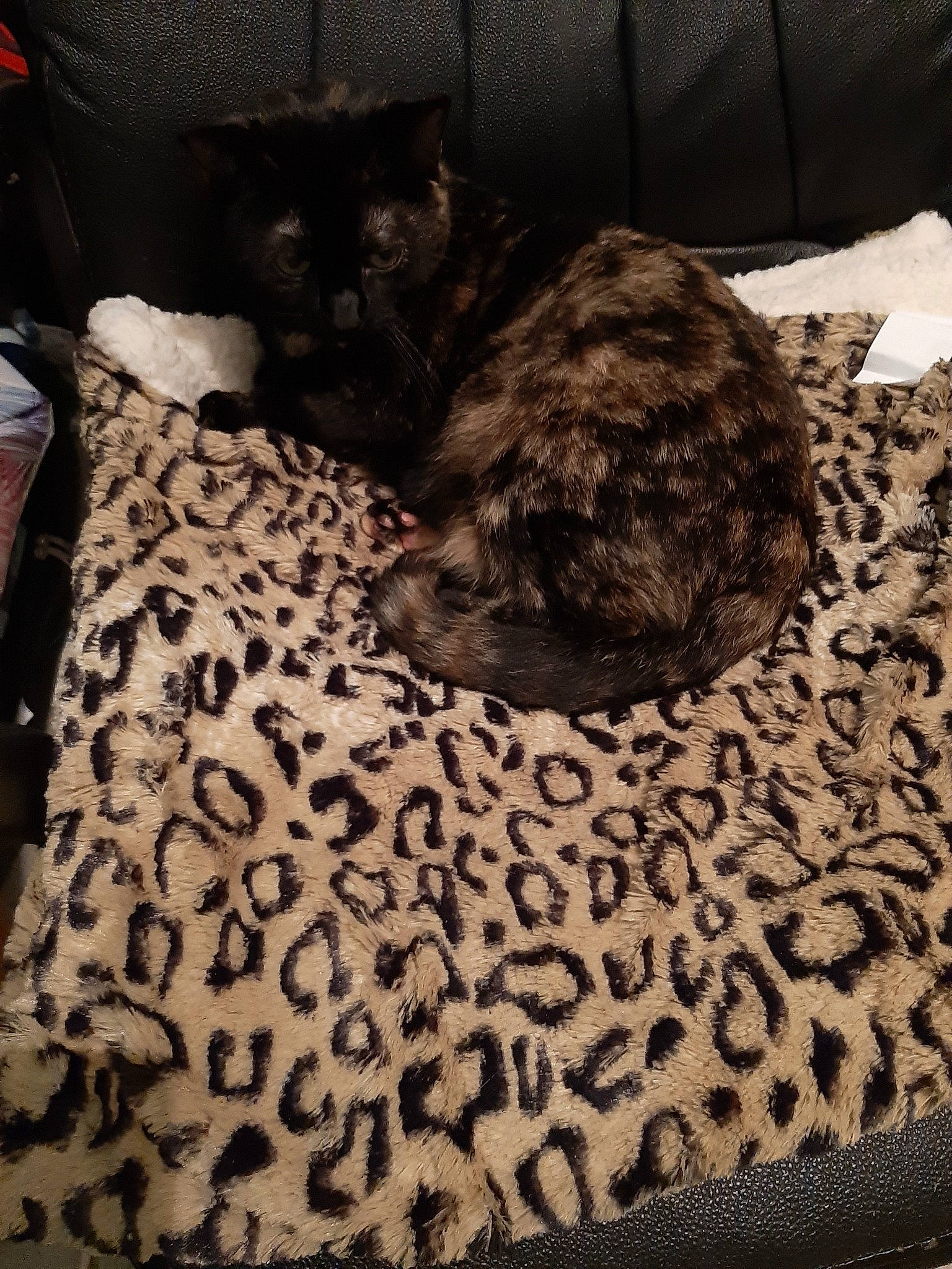 Minoucha participe au concours pour gagner de l'argent avec cette photo : american_shorthair, asian, black_cat, carnivore, cat, cat_bed, comfort, domestic_short_haired_cat, egyptian_mau, european_shorthair, fawn, felidae, fur, furniture, kitten, linens, small_to_medium_sized_cats, tabby_cat, whiskers