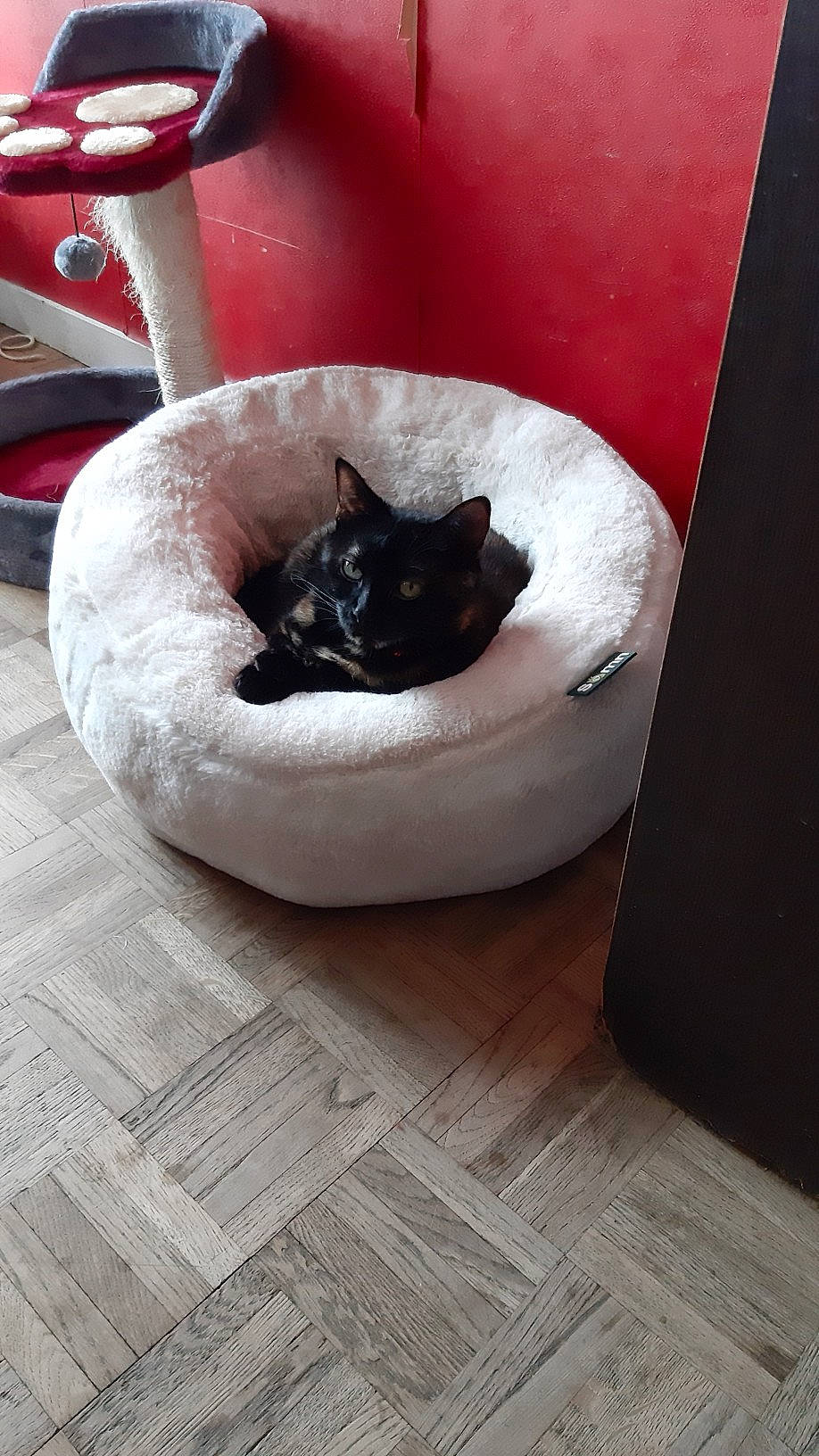 Minoucha participe au concours pour gagner de l'argent avec cette photo : asian, black_cat, carnivore, cat, cat_bed, comfort, domestic_short_haired_cat, fawn, felidae, floor, kitten, small_to_medium_sized_cats, table, whiskers