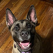 Nala joined the competition — help win amazing prizes! dog, canine, pet, happy, smiling, ears, tongue, collar, indoor, wooden_floor, closeup, looking_up, fur, animal, mammal, friendly, companion, domestic, young, alert