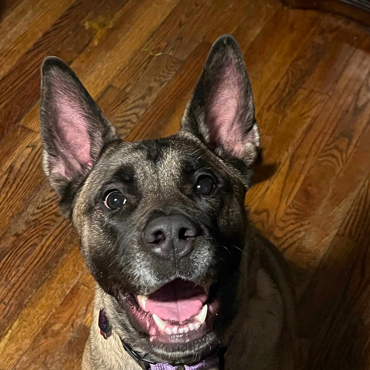 Nala joined the competition — help win amazing prizes! alert, animal, canine, closeup, collar, companion, dog, domestic, ears, friendly, fur, happy, indoor, looking_up, mammal, pet, smiling, tongue, wooden_floor, young