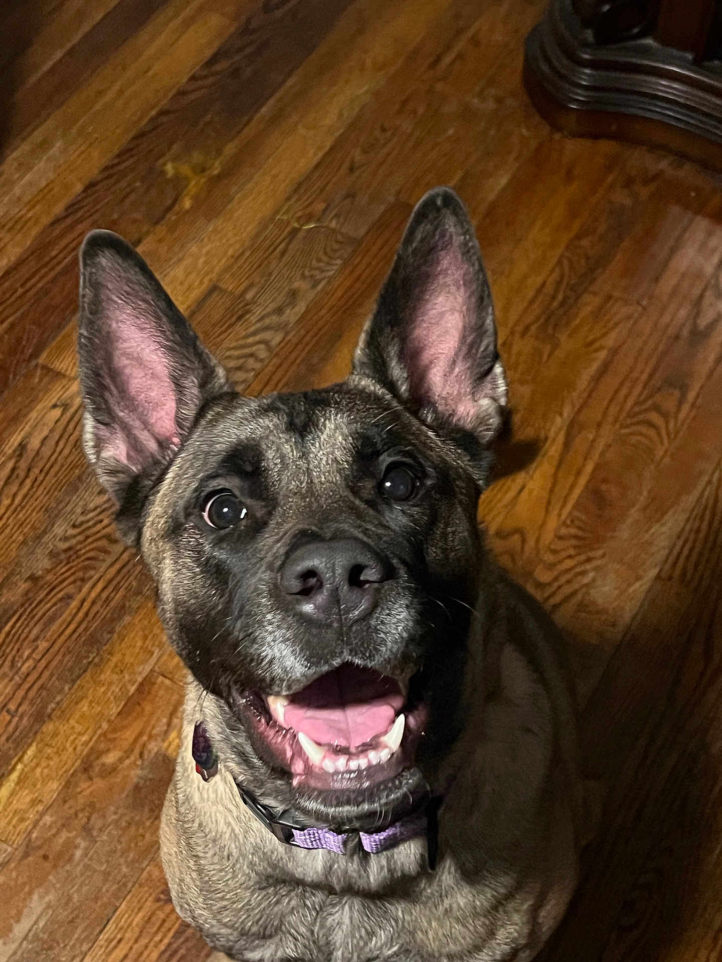 Nala joined the competition — help win amazing prizes! dog, canine, pet, happy, smiling, ears, tongue, collar, indoor, wooden_floor, closeup, looking_up, fur, animal, mammal, friendly, companion, domestic, young, alert