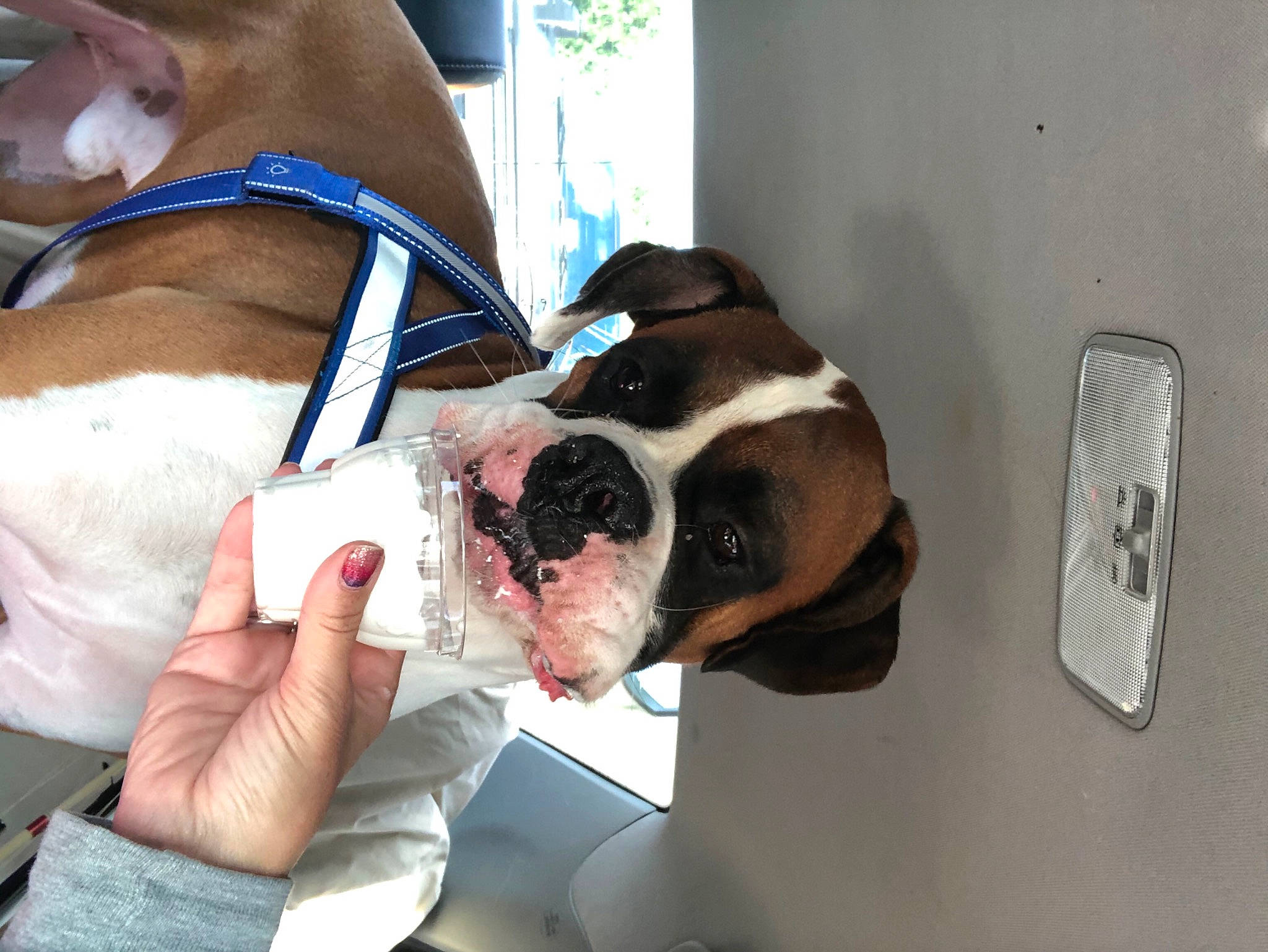 Monroe joined the competition — help win amazing prizes! bulldog, canidae, carnivore, collar, companion_dog, dog, dog_breed, dog_collar, fawn, human, liver, mammal, nail, non_sporting_group, old_english_bulldog, pet_supply, snout, vertebrate, working_animal, working_dog