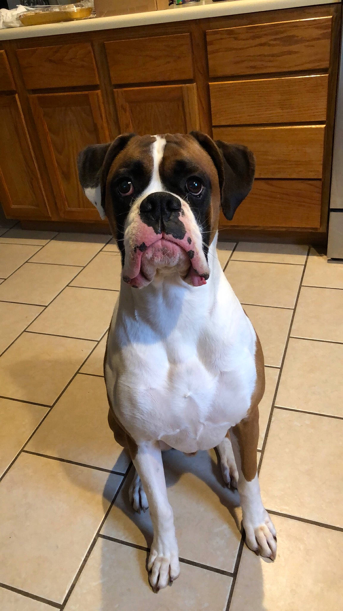 Monroe is registered to the contest to win money with this photo: brown, cabinetry, canidae, carnivore, companion_dog, dog, dog_breed, fawn, floor, flooring, fur, hardwood, liver, snout, sporting_group, tail, tile, wood, wood_stain, working_animal