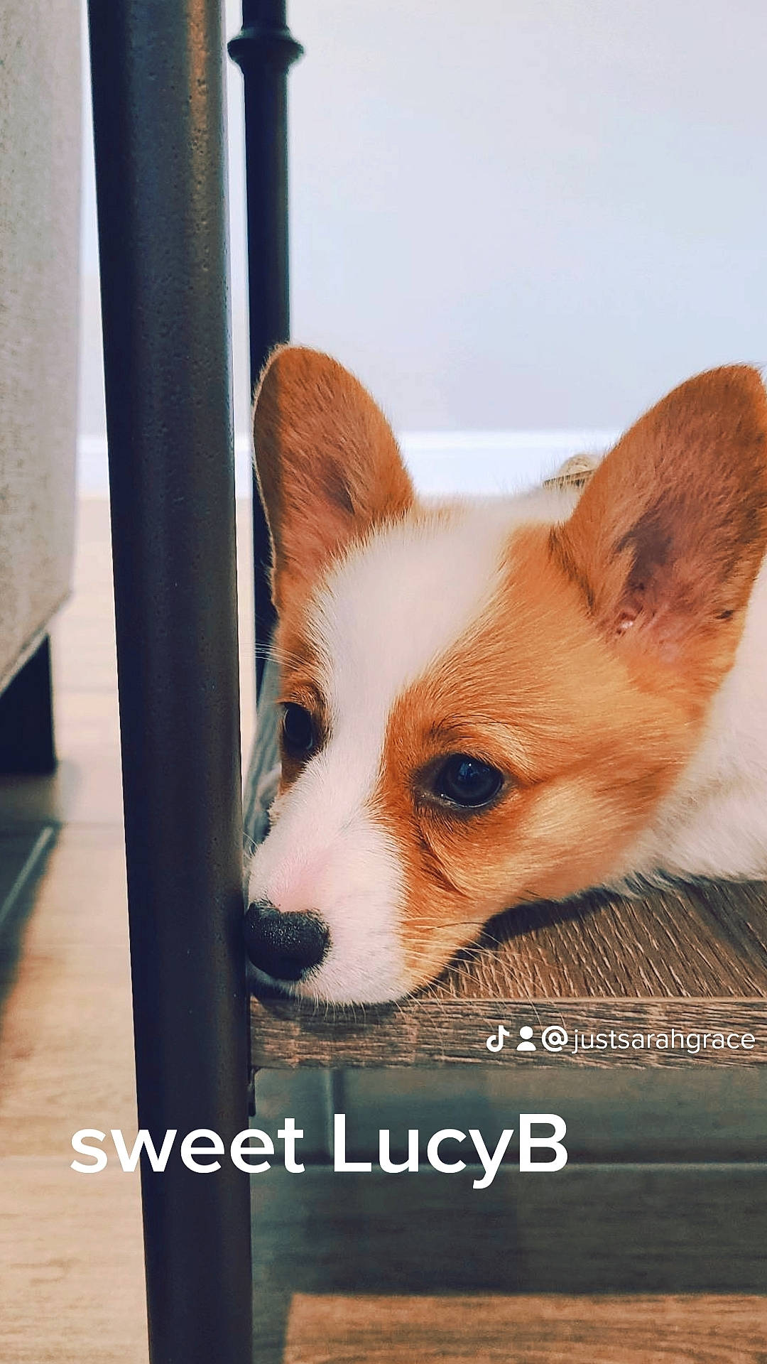 Lucy is registered to the contest to win money with this photo: ancient_dog_breeds, carnivore, companion_dog, dog, dog_breed, dog_supply, door, fawn, fur, photo_caption, snout, tail, terrestrial_animal, whiskers, window, wood, working_animal