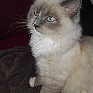 Miel participe au concours pour gagner de l'argent avec cette photo : cat, blue_eyes, fluffy, fur, pet, animal, indoor, blanket, couch, curious, white_paws, close_up, portrait, domestic_cat, feline, whiskers, soft_lighting, sitting, side_view, cute