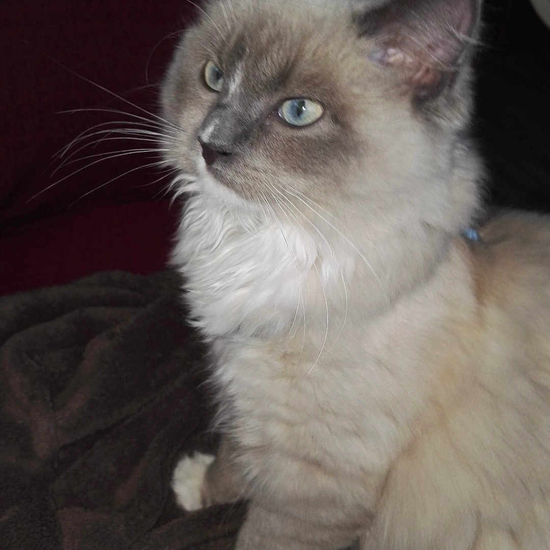 Miel participe au concours pour gagner de l'argent avec cette photo : cat, blue_eyes, fluffy, fur, pet, animal, indoor, blanket, couch, curious, white_paws, close_up, portrait, domestic_cat, feline, whiskers, soft_lighting, sitting, side_view, cute